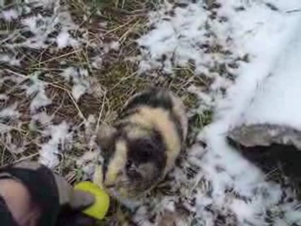 les chons dans la neige