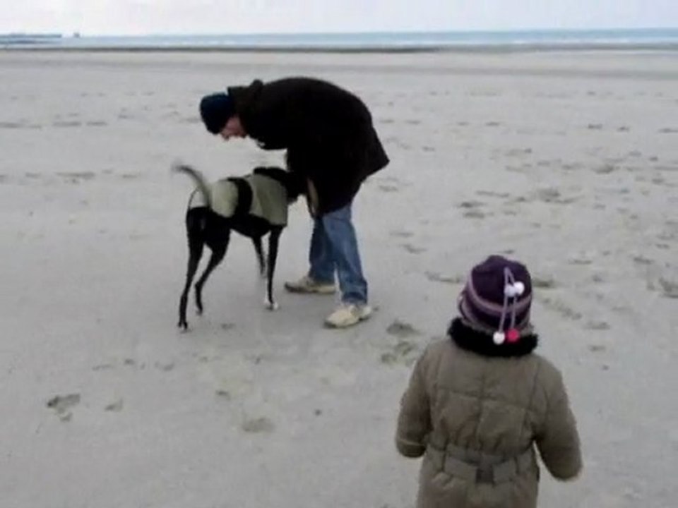 Léandro un galgo enfin heureux