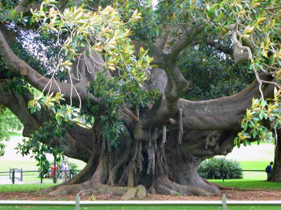 Sydney Royal Botanic Garden