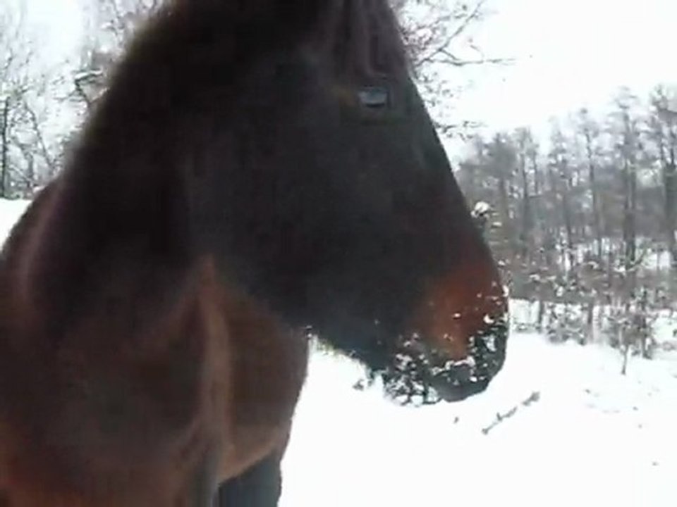 Okarie sous la neige
