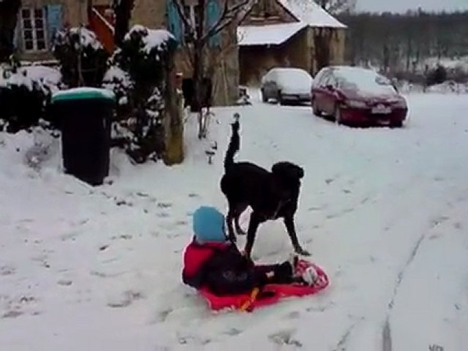 mon chien DIEZEL tire la luge