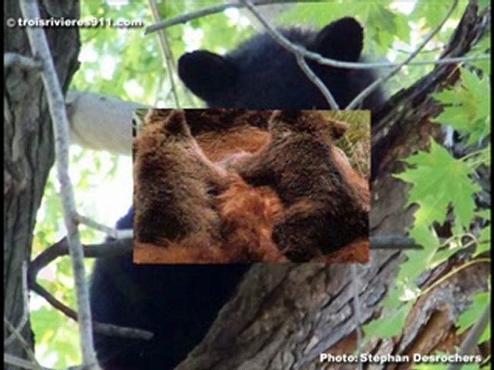 Demonia Arliss - Beloved bears