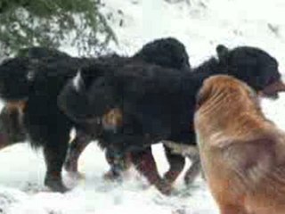 Neige 10 Janvier 2010