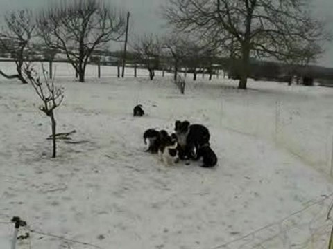 chiots Australe dehors 2