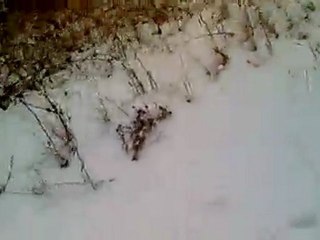 köpek tavsan aramasi