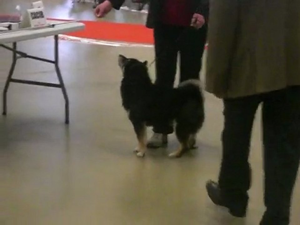 Donder des portes de la moria au Paris dog show 2010