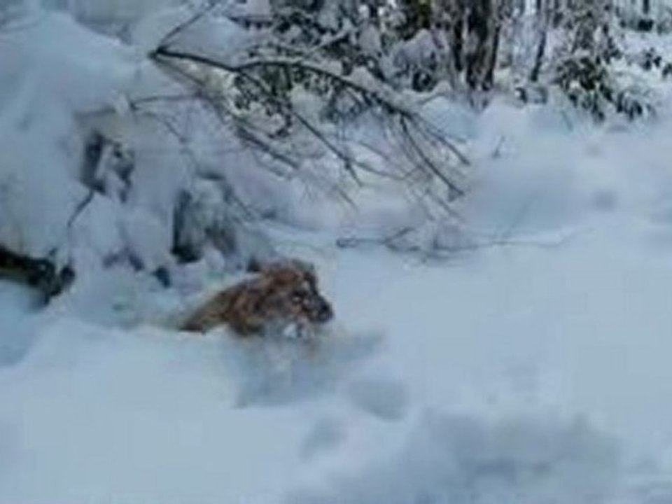 désert jj Rousseau neige
