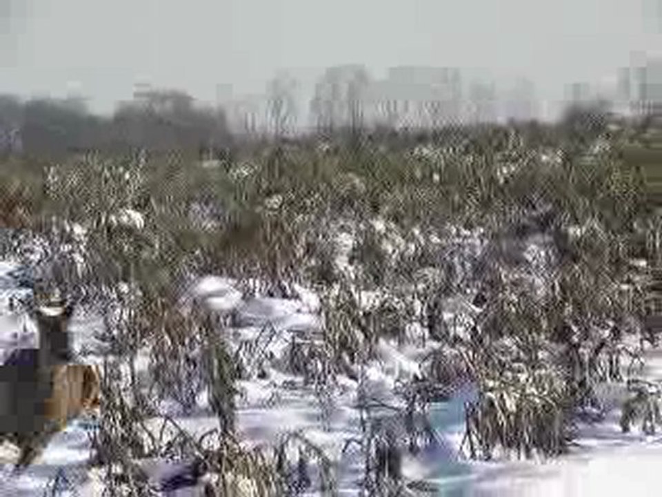 troupeau de 7 chevreuils