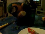 perroquet ara ararauna à table