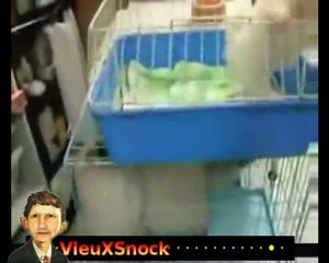 Chiens étranges sportif chanteur parleur