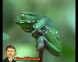 La Vie Privee Des Animaux