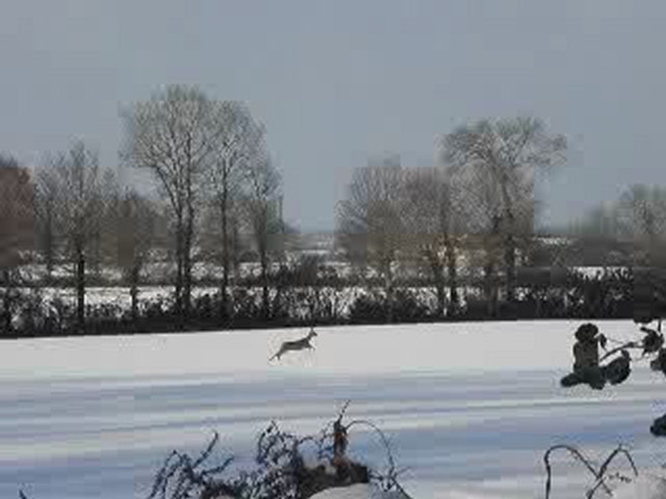 chevreuil qui travers un champs a pleine vitesse