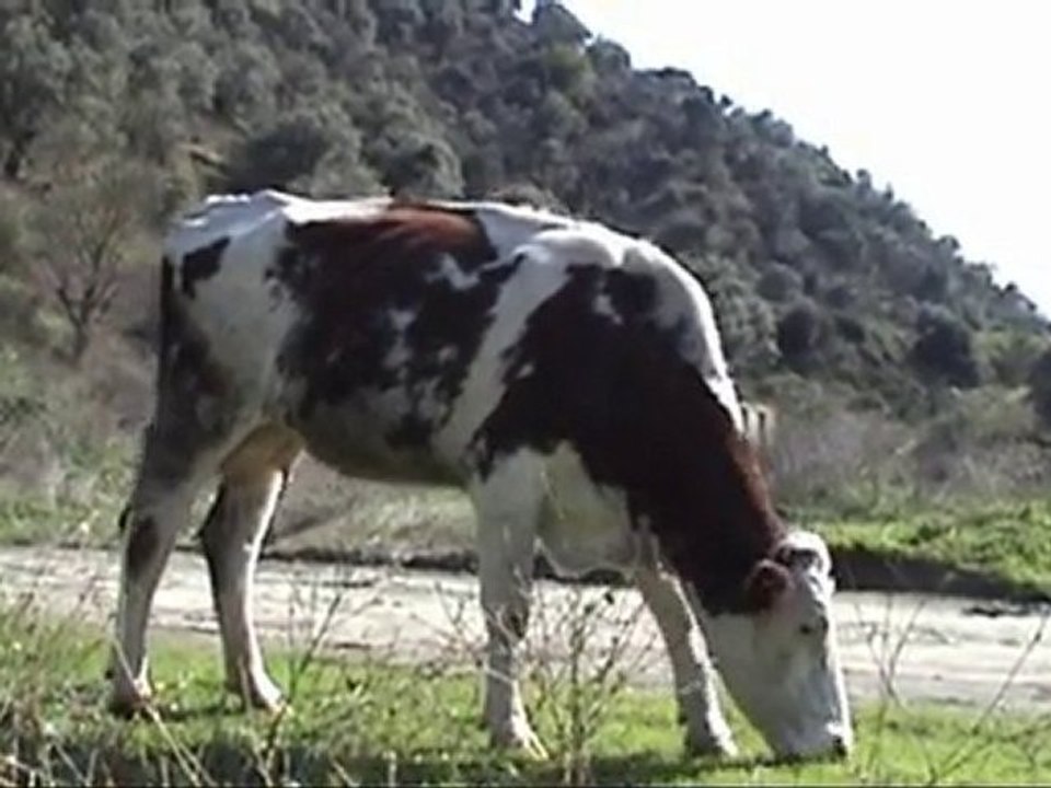 Asegas amegaz 2960