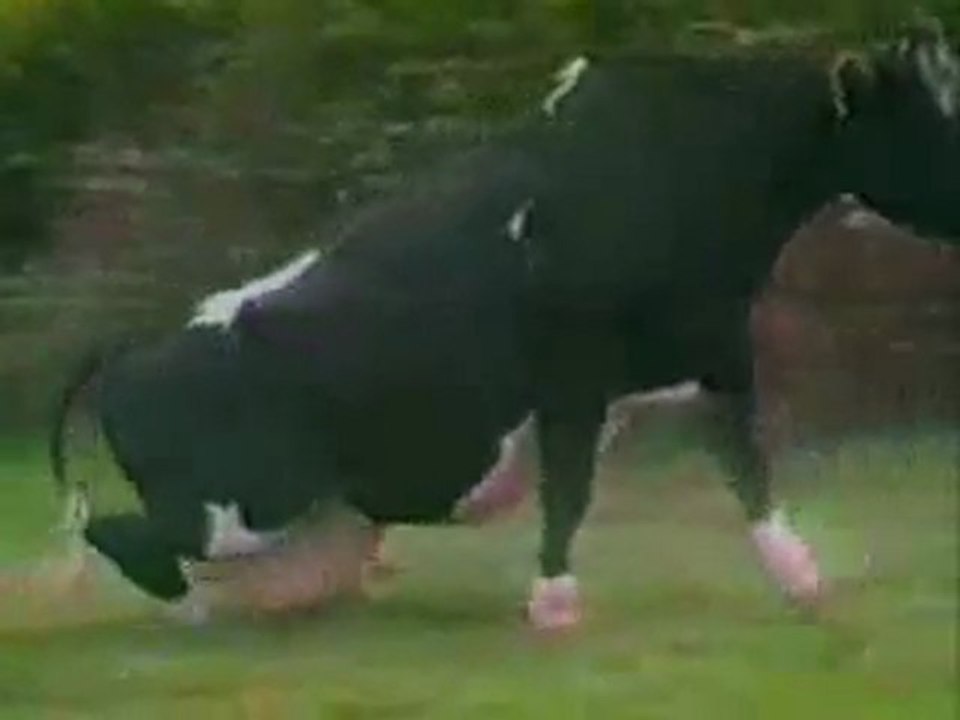 La maladie de la vache folle farine animal