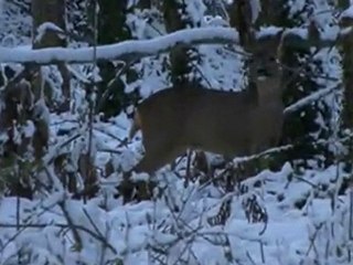Neige sur Brest 2010