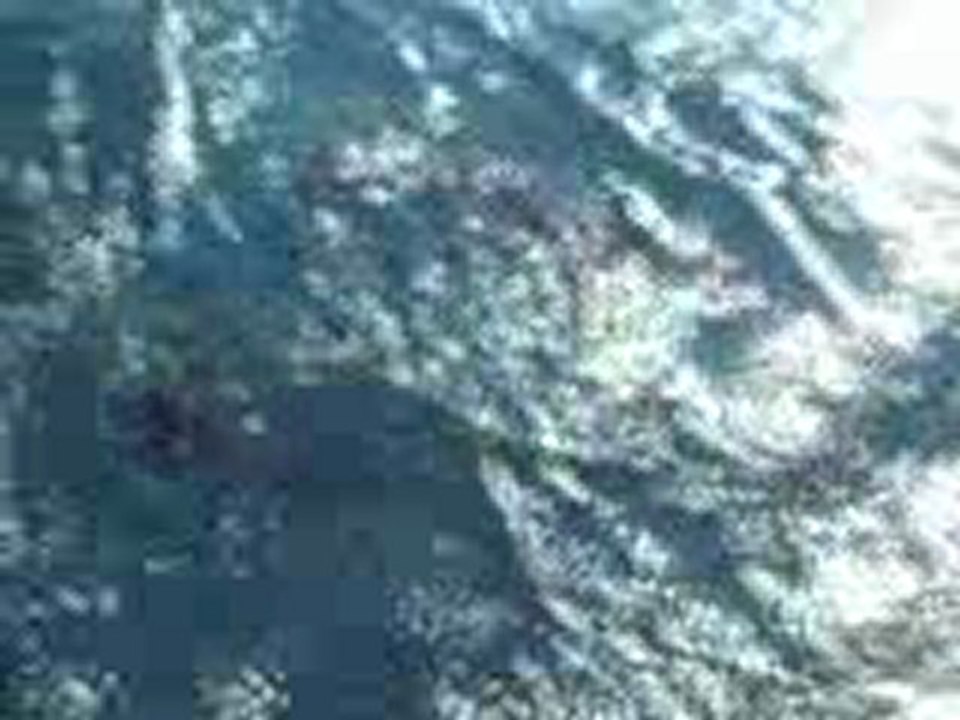 Dauphins dans le golfe de Corinthe