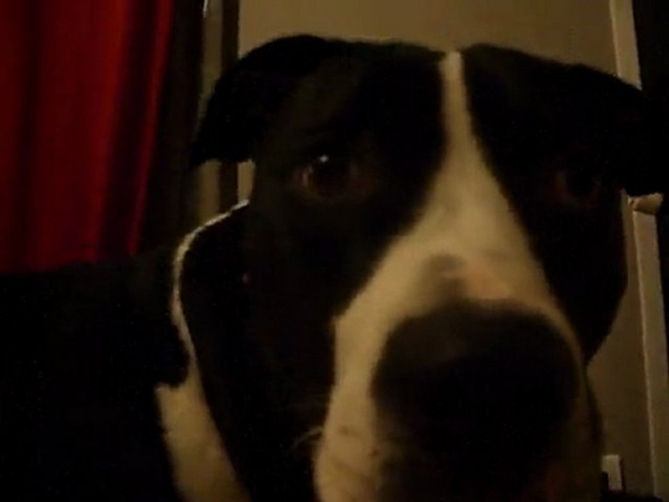 chiens vraiment dangereux !!!!!!!!!!!