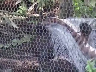 Lir Kuşu/Lyre Bird