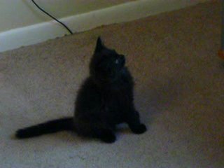 Cute kitten watching the television.