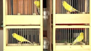 Chant de 4 oiseaux - Malinois waterslager - TAKIS – MAROC