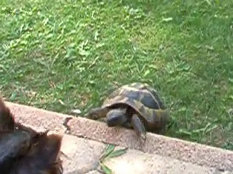 Yoshi vs Turbo