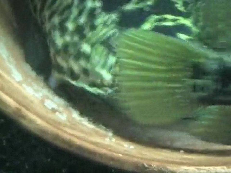 2010-01-10 - Parachromis managuensis pair laying eggs
