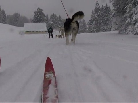 Le ski joëring chiens de traîneau