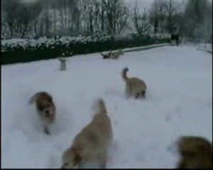 loulous neige apres midi