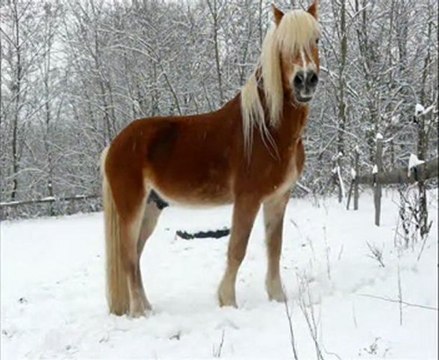 Les Haflingers dans la neige