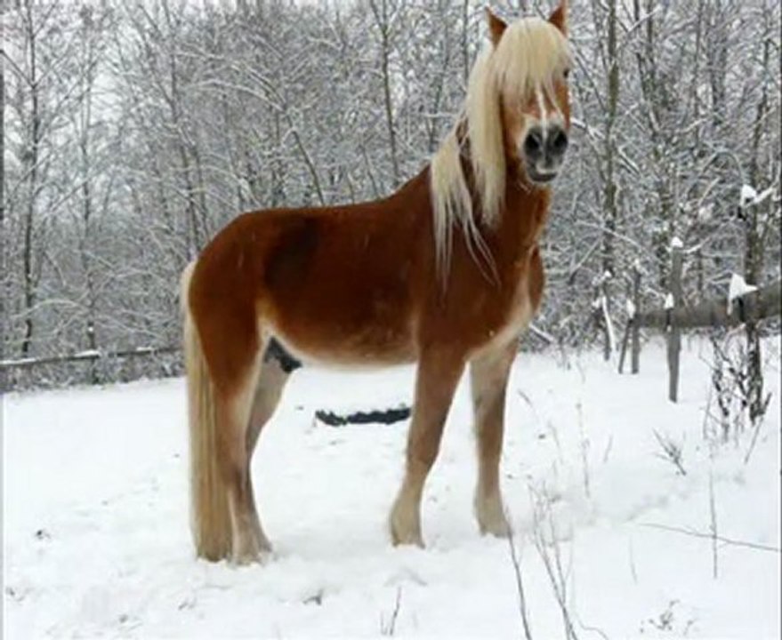 Les Haflingers dans la neige