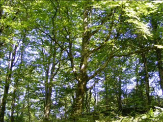 SRI AUROBINDO préparation à la 4ème Marche