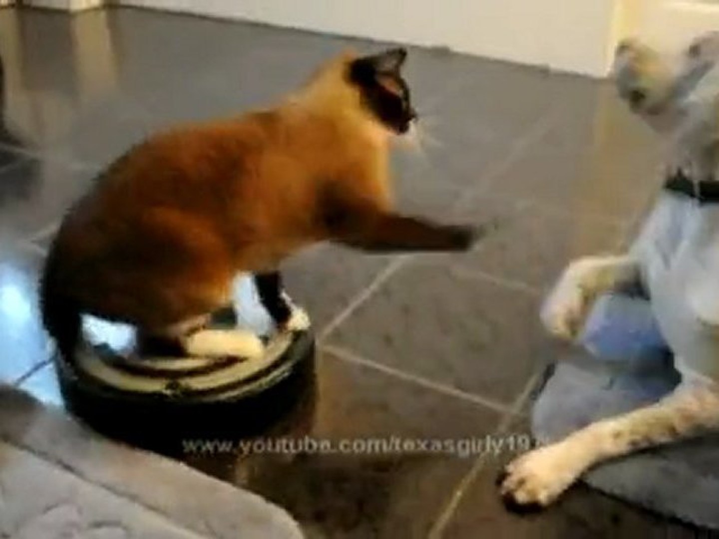 Gatto a bordo del robot pulitore - Video Dailymotion