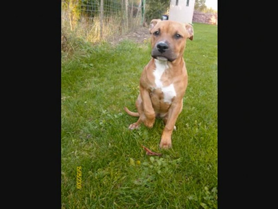 americain staff easy