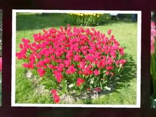 Fête des Tulipes 2009