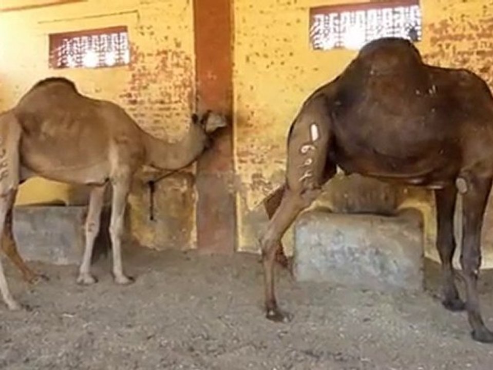 Dromadaires Bikaner - Rajasthan - Inde - Bernard Legros