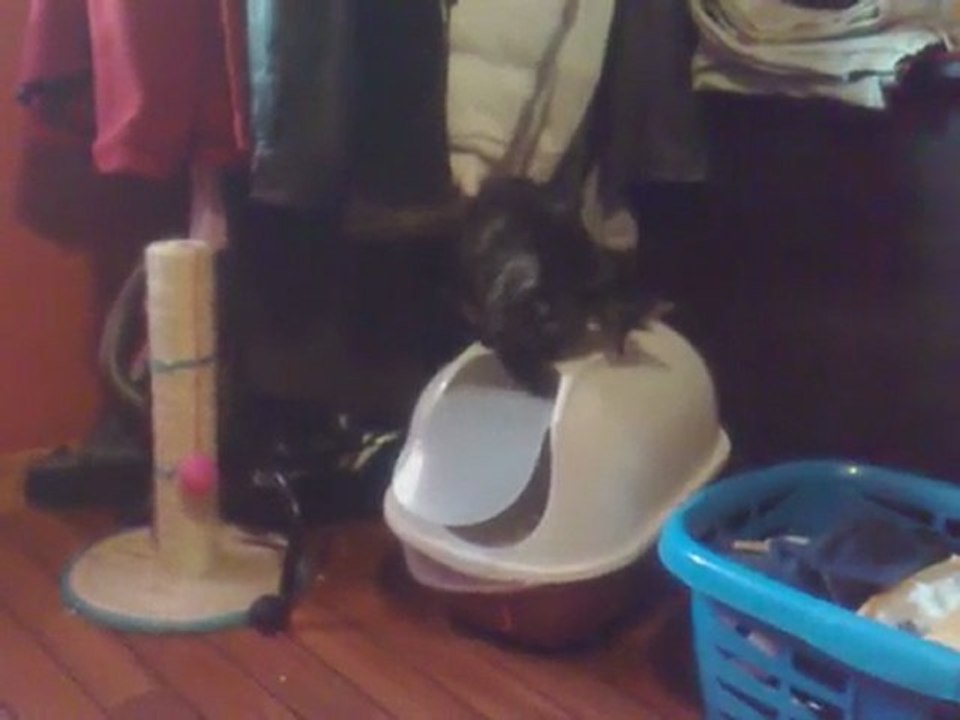 chat en delire