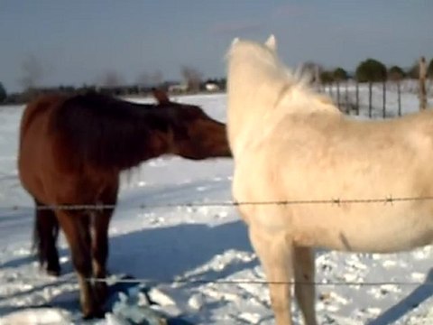 neige janvier 2010 020