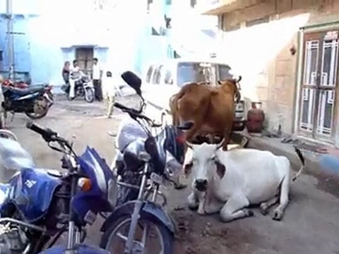 Jodhpur - Rajasthan - Inde - Bernard Legros