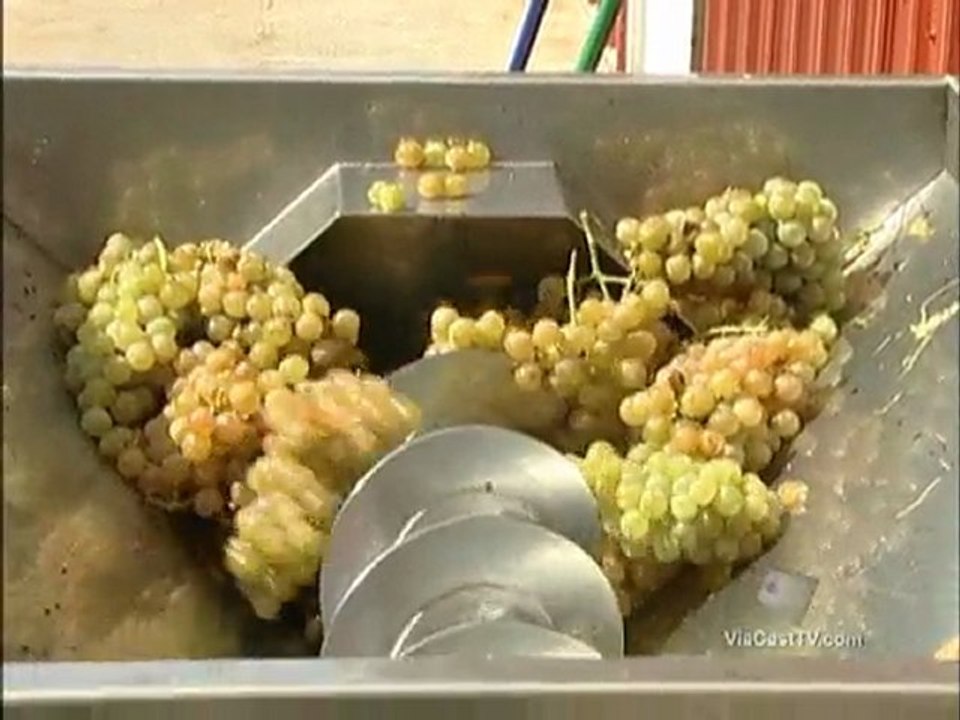 Vynecrest Wine Process: Crushing