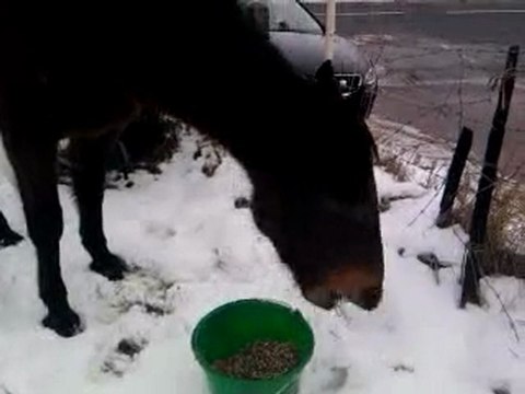 111/01/2010 Gamelle après ce ptit tour.