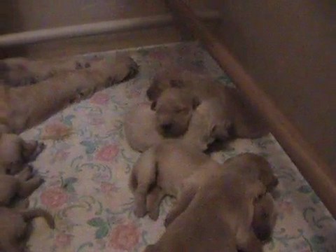 Portée Agon Maestro 04/01/2010