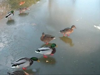 canards sur la glace