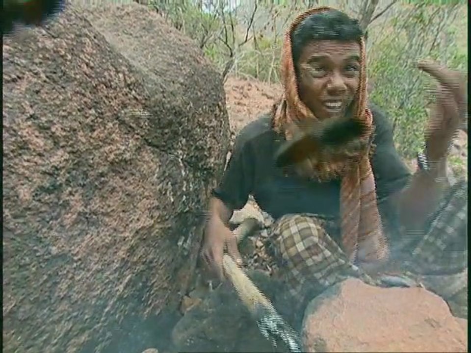 Chasse au miel à Socotra