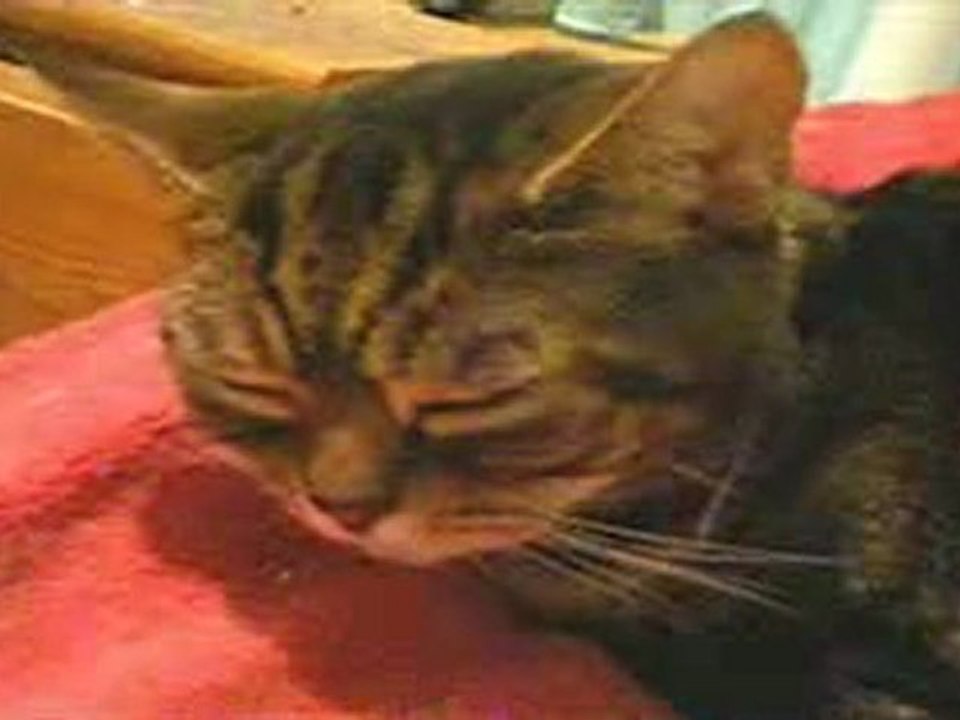 Buffy The Cat Snoozing zzz