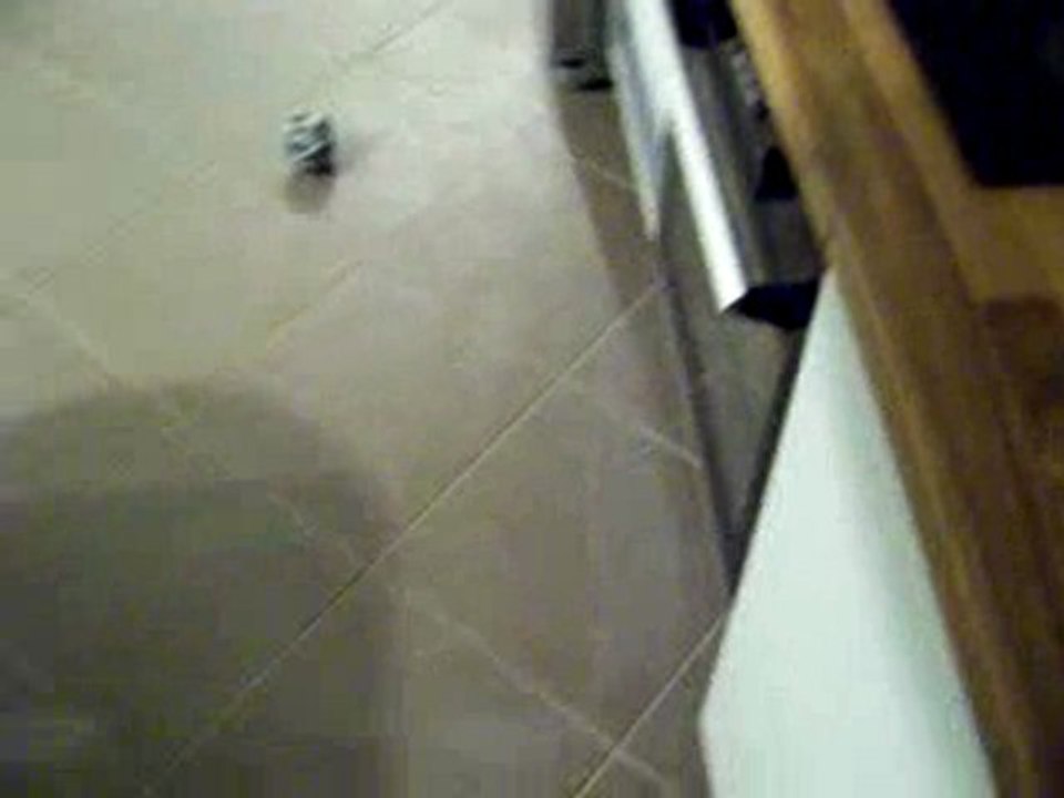 Les chiens ont faim !!!