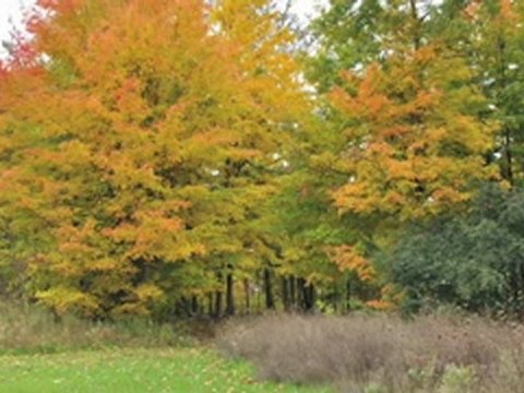 Ann Arbor Real Estate Westridge KathyToth.com