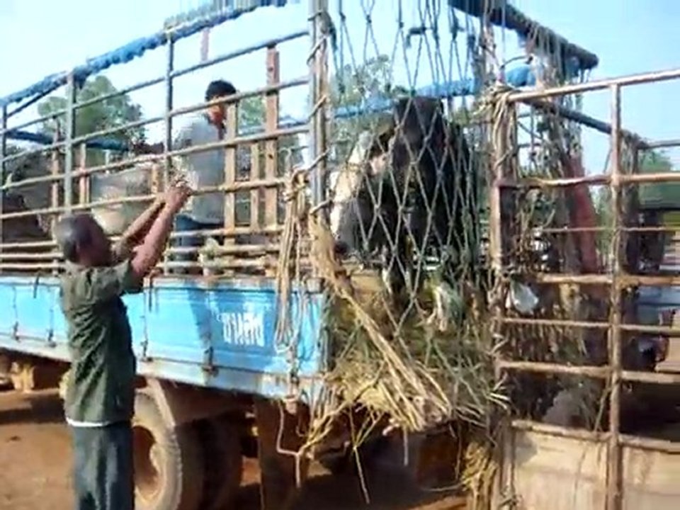 1.Transfert de Buffles 1'34