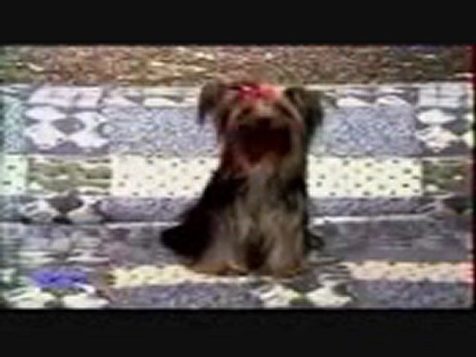 Funny Clip   ,some really funny video clips ,