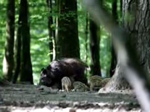 Sangliers des Ardennes Belges Suite