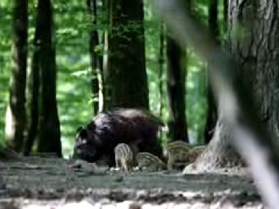 Sangliers des Ardennes Belges Suite